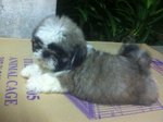 Eyebrow Shih Tzu - Shih Tzu Dog