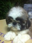 Eyebrow Shih Tzu - Shih Tzu Dog