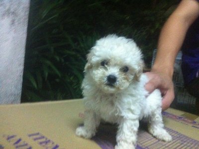 Mka Taiwan Lineage Tiny Toy Poodle2 - Poodle Dog