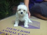 Mka Taiwan Lineage Tiny Toy Poodle2 - Poodle Dog