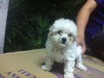 Mka Taiwan Lineage Tiny Toy Poodle2 - Poodle Dog