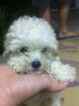 Mka Taiwan Lineage Tiny Toy Poodle2 - Poodle Dog