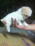 Mka Taiwan Lineage Tiny Toy Poodle2 - Poodle Dog