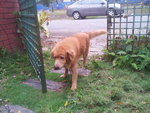 he guards the neighbour's house during his spare time