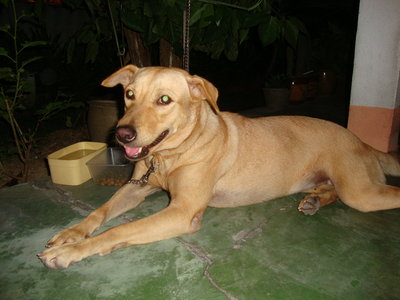 Ginger - Labrador Retriever Mix Dog