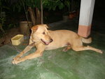 Ginger - Labrador Retriever Mix Dog