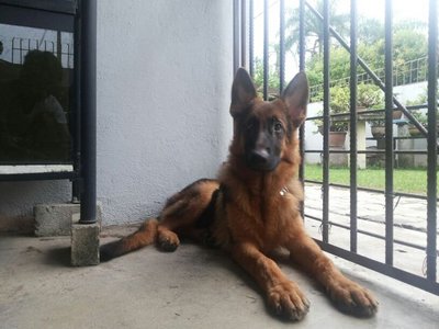 Gsd Male  - German Shepherd Dog Dog