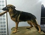 Gsd Male  - German Shepherd Dog Dog