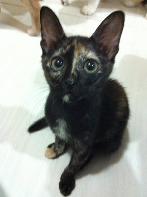 Chomot - Tortoiseshell Cat