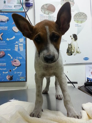 Brownie Sundae - Mixed Breed Dog