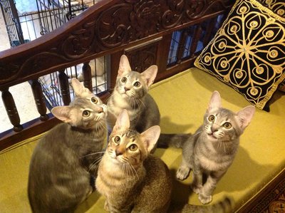 Twister, Rommie, Jojo &amp; Friends - Domestic Short Hair Cat