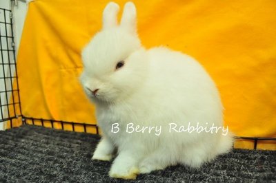 Netherland Dwarf - Bew 241 - Netherland Dwarf Rabbit