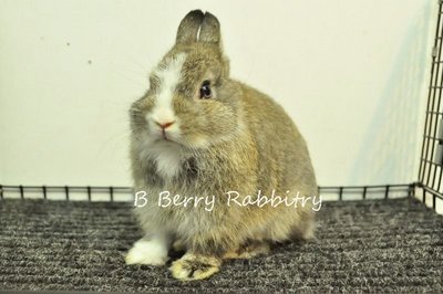 Netherland Dwarf - Chestnut Vm 24 - Netherland Dwarf Rabbit