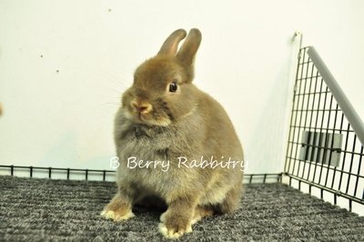 Netherland Dwarf - Choc Otter 24 - Netherland Dwarf Rabbit