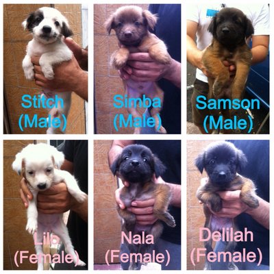 6 Fluffy Puppies - Belgian Shepherd Dog Sheepdog + Collie Dog