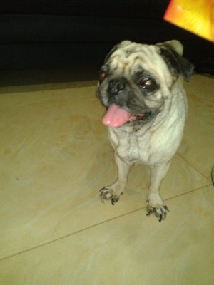 Female Pug Found At Seremban - Pug Dog