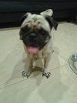 Female Pug Found At Seremban - Pug Dog