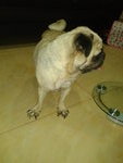 Female Pug Found At Seremban - Pug Dog