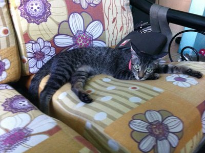 Tenth, Belang, Togel - Domestic Medium Hair Cat