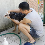 Soaping Moby - he enjoys his bath.