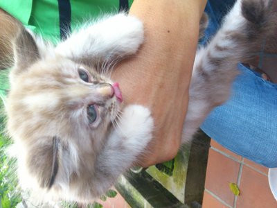 Fluffy - Domestic Long Hair Cat