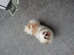 PF50981 - Shih Tzu Dog