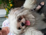 PF50981 - Shih Tzu Dog