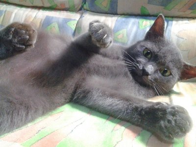 Blondie - Russian Blue + British Shorthair Cat