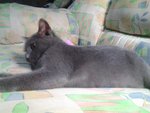 Blondie - Russian Blue + British Shorthair Cat