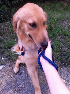 Mable - Golden Retriever Dog