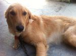 Mable - Golden Retriever Dog