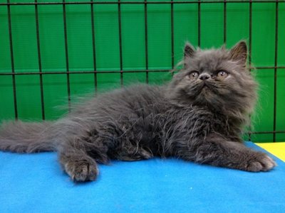 Blue Berry - Persian Cat