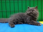 Blue Berry - Persian Cat