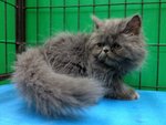 Blue Berry - Persian Cat