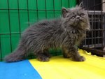 Blue Berry - Persian Cat