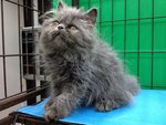 Blue Berry - Persian Cat