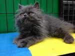 Blue Berry - Persian Cat