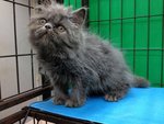 Blue Berry - Persian Cat