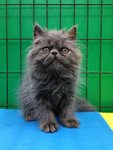 Blue Berry - Persian Cat