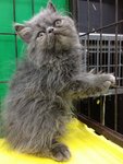 Blue Berry - Persian Cat