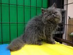 Blue Berry - Persian Cat