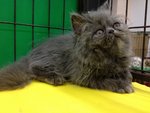 Blue Berry - Persian Cat
