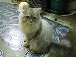 Kimi - Persian Cat