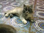 Noni - Persian Cat