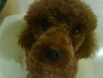 Teddy - Poodle Dog