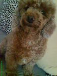 Teddy - Poodle Dog