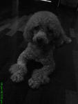 Teddy - Poodle Dog