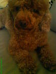 Teddy - Poodle Dog