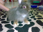 Smokey - Angora Rabbit Rabbit