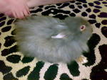 Smokey - Angora Rabbit Rabbit